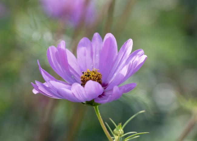 Blossom